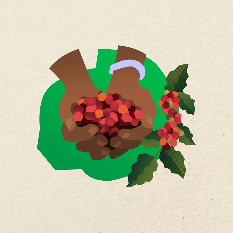 Zwei dunkle Hände halten rote und orangefarbene Kaffeekirschen. Rechts daneben ist ein Zweig mit grünen Blättern und weiteren roten Kaffeekirschen zu sehen.
