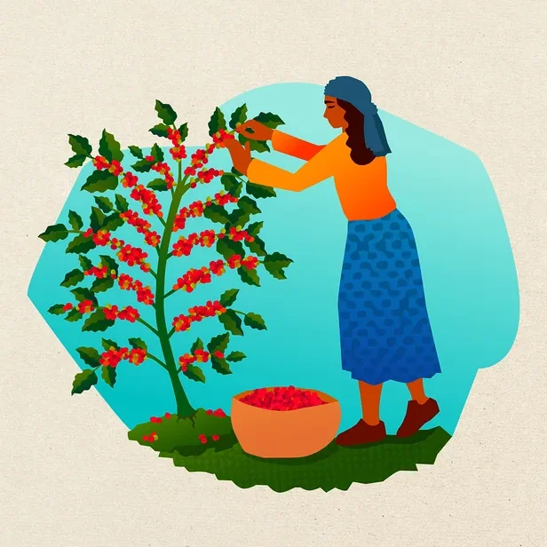 Eine Frau in orangefarbenem Oberteil und blauem Rock erntet rote Kaffeekirschen von einer grünen Pflanze; eine Schale voller Kirschen steht am Boden.