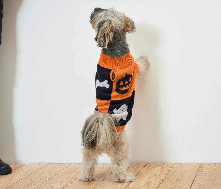 Malý pes stojí na zadných nohách a opiera sa o bielu stenu. Má na sebe oranžovo-čierny sveter s motívmi Halloweenu.