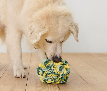 Pes ňuchá k čuchovej loptičke.