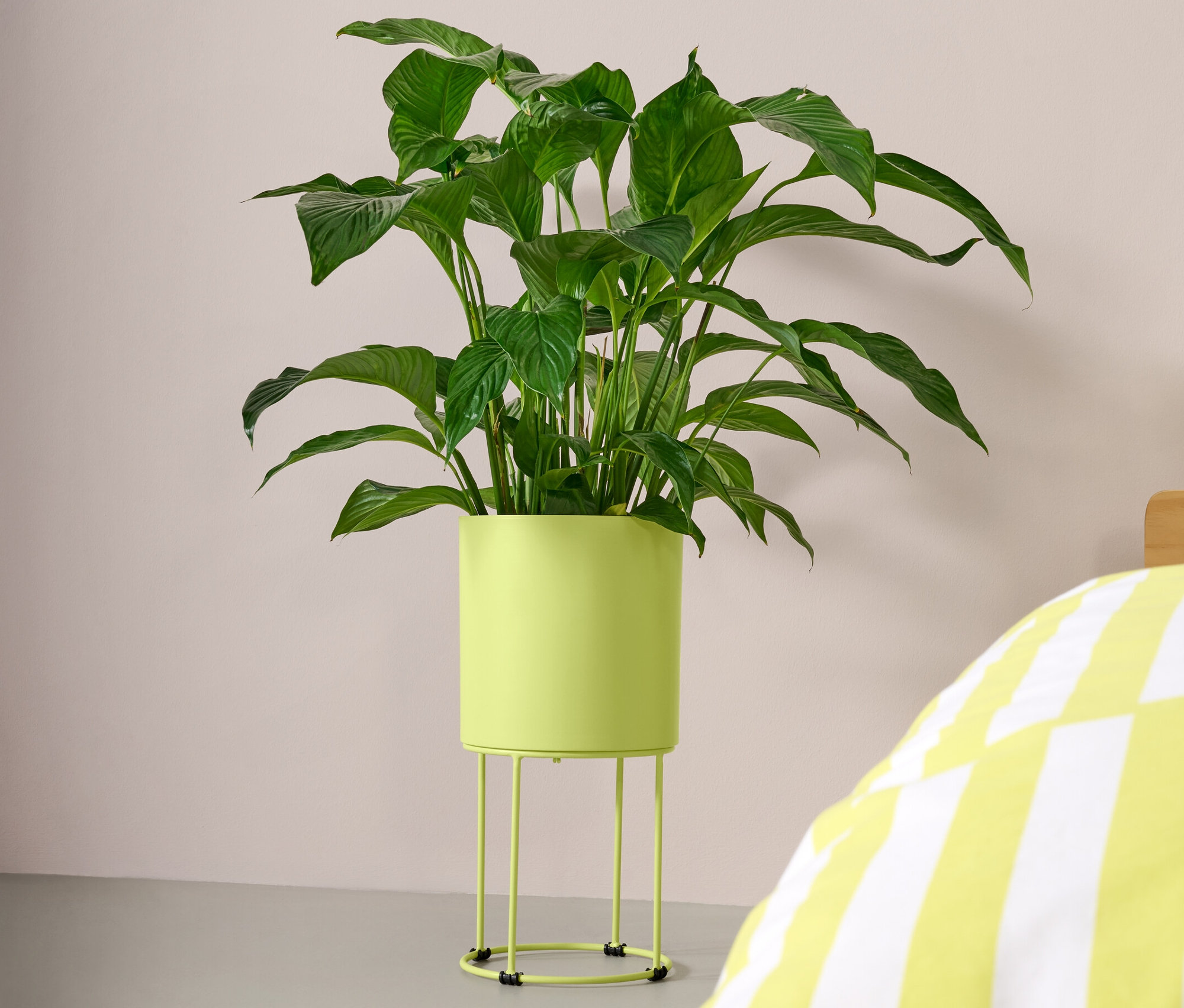 Zelená rastlina v okrúhlom kvetináči stojí vedľa žlto-bielej postele s pruhmi.