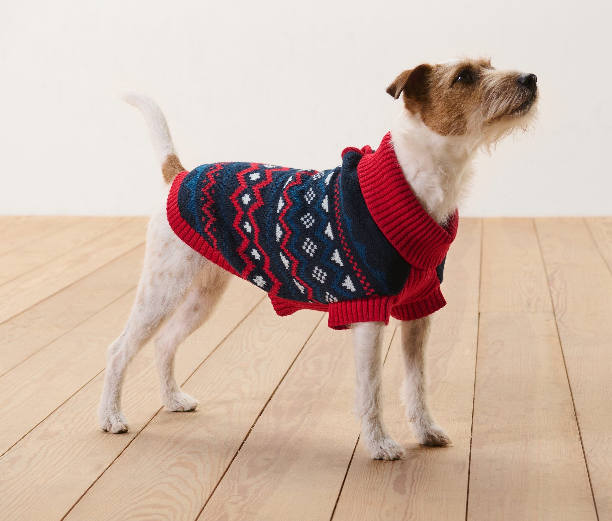 Hnedý a biely Jack Russell teriér stojí na drevenej podlahe a má na sebe pletený pulóver pre psy.