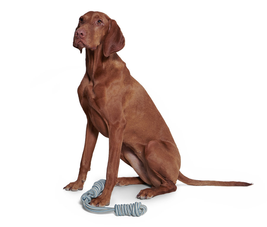 Hnedý pes sedí vedľa modrej hračky pre psy na ťahanie a trhanie.