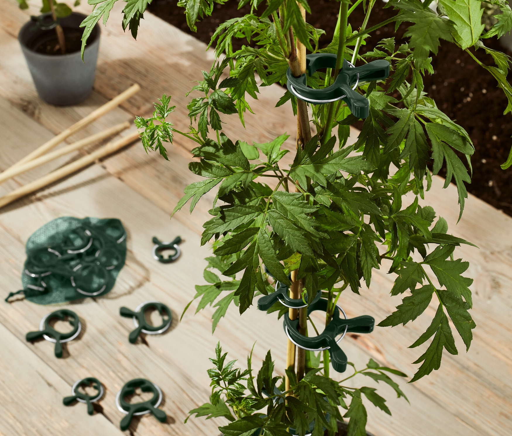 Zelená rastlina v kvetináči je pripevnená k stonke pomocou 20 ks svoriek na rastliny.