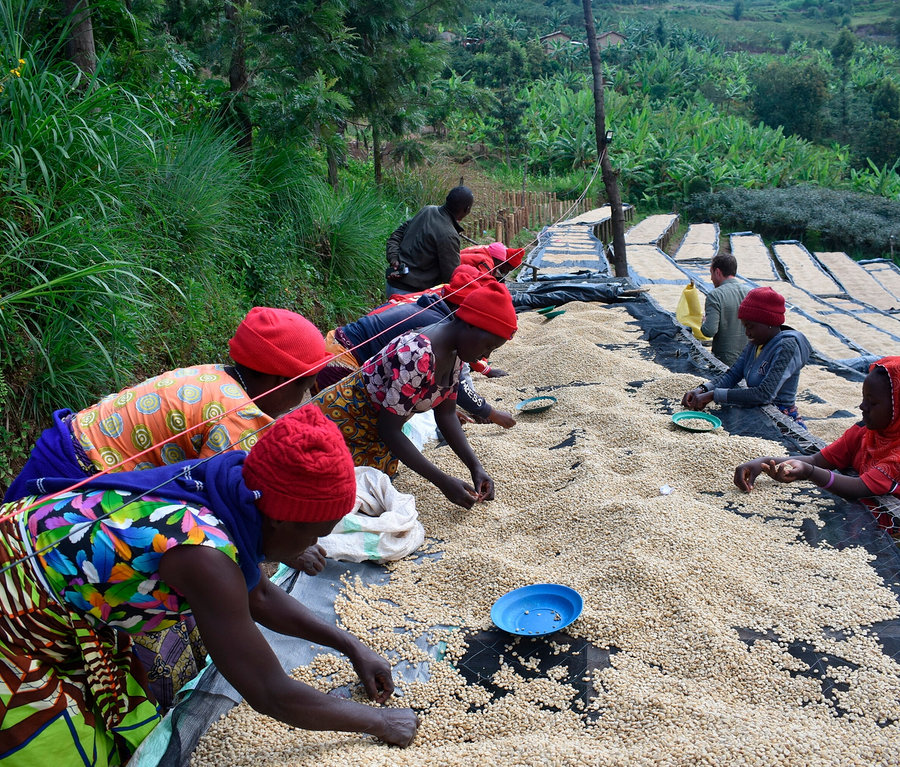 Niekoľko ľudí triedi kávu Raritná káva »Buramba Rwanda« vrátane dózy na kávu vonku.
