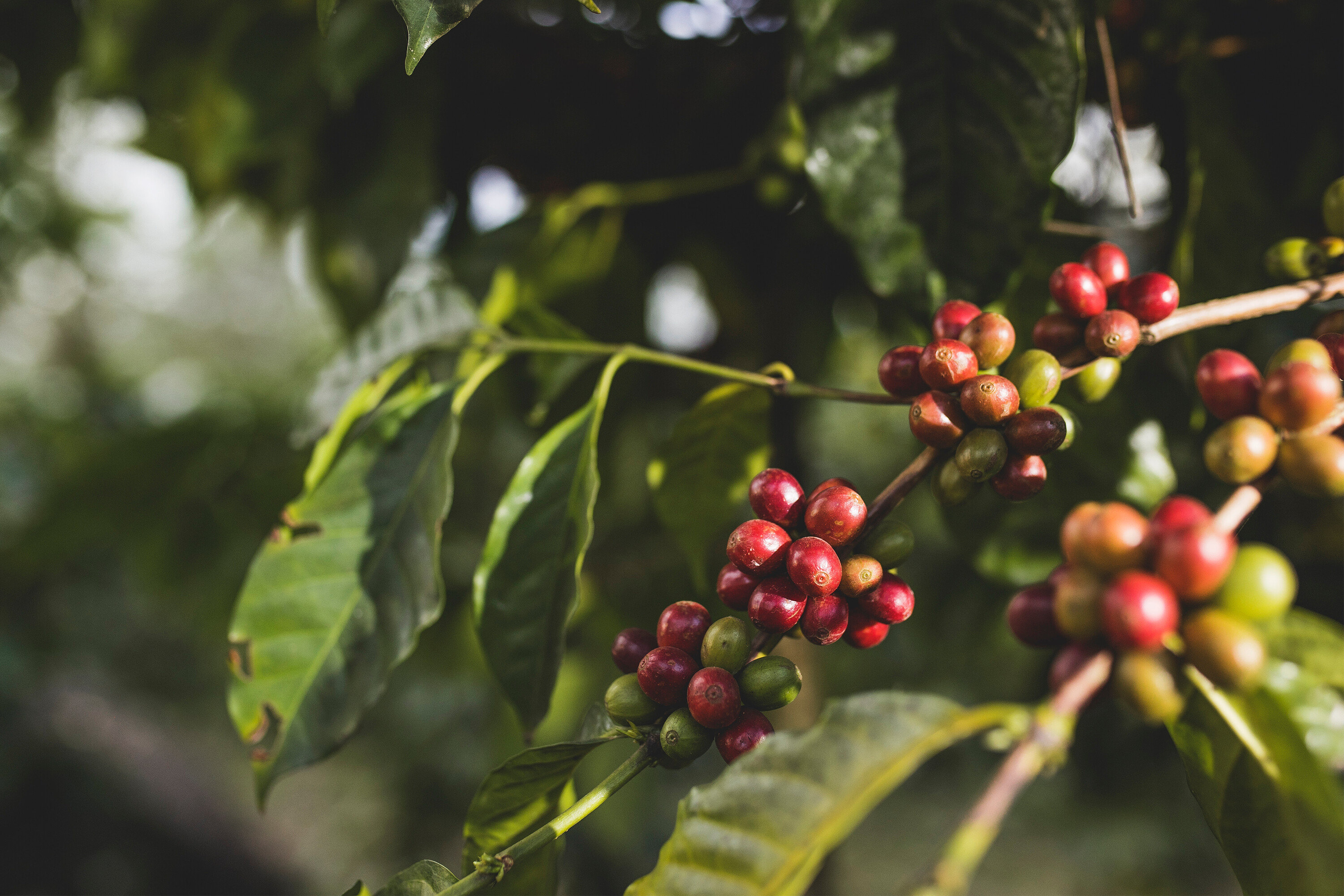 Na konári rastú kávové čerešne, niektoré sú červené a niektoré zelené.