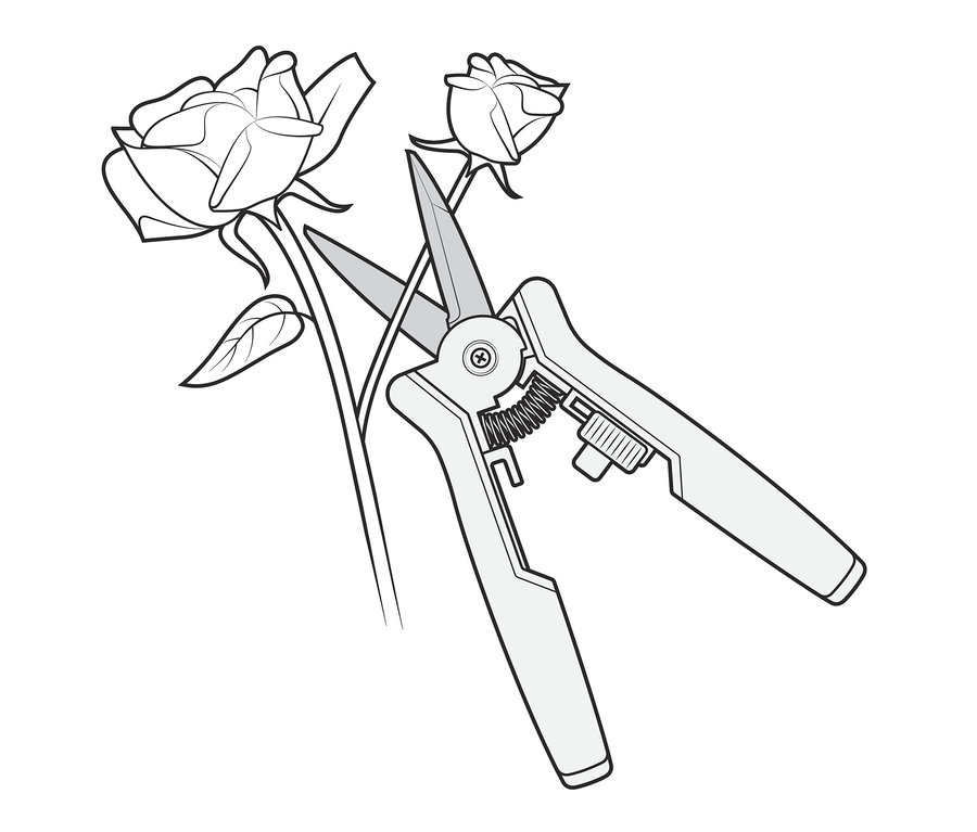 Ilustrácia súpravy malých záhradníckych nožníc strihajúcich stonku ruže.