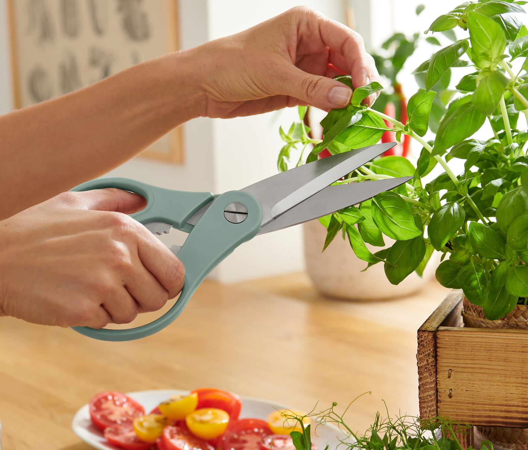 Žena strihá bazalku kuchynskými nožnicami na bylinky.