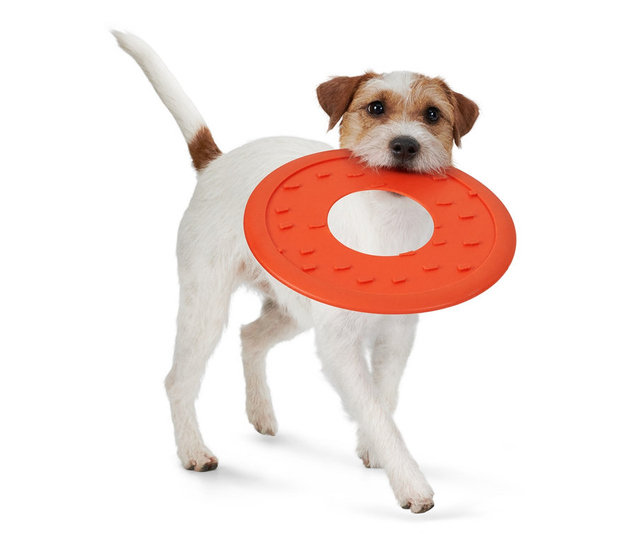Biely pes plemena Jack Russell nesie v papuli oranžový lietajúci tanier pre psy.