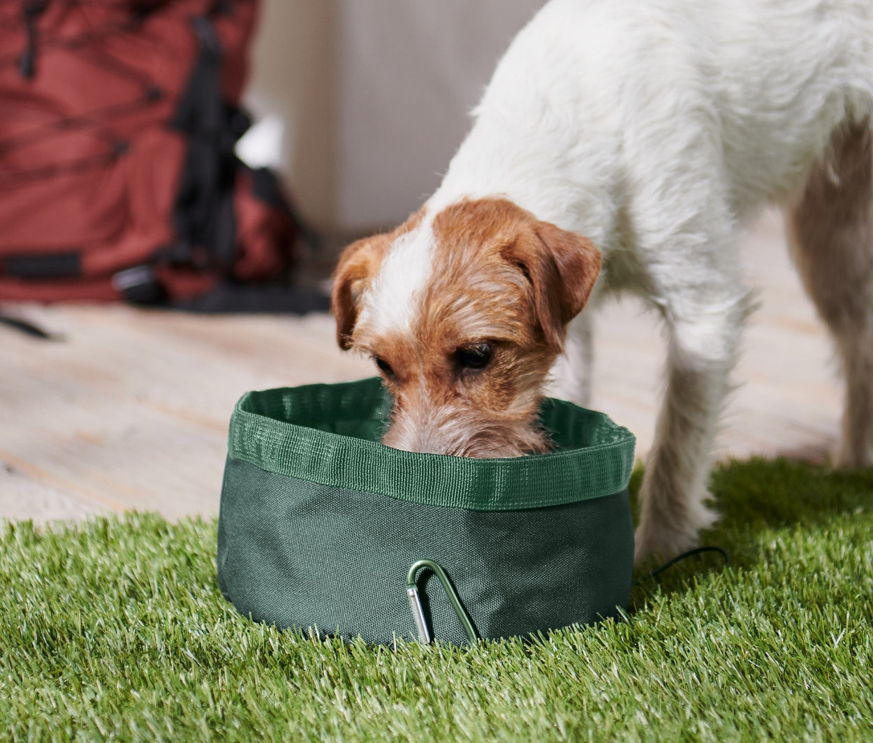 Pes pije z tmavej zelenej skladacej misky pre psy na tráve. V pozadí je hnedý batoh.