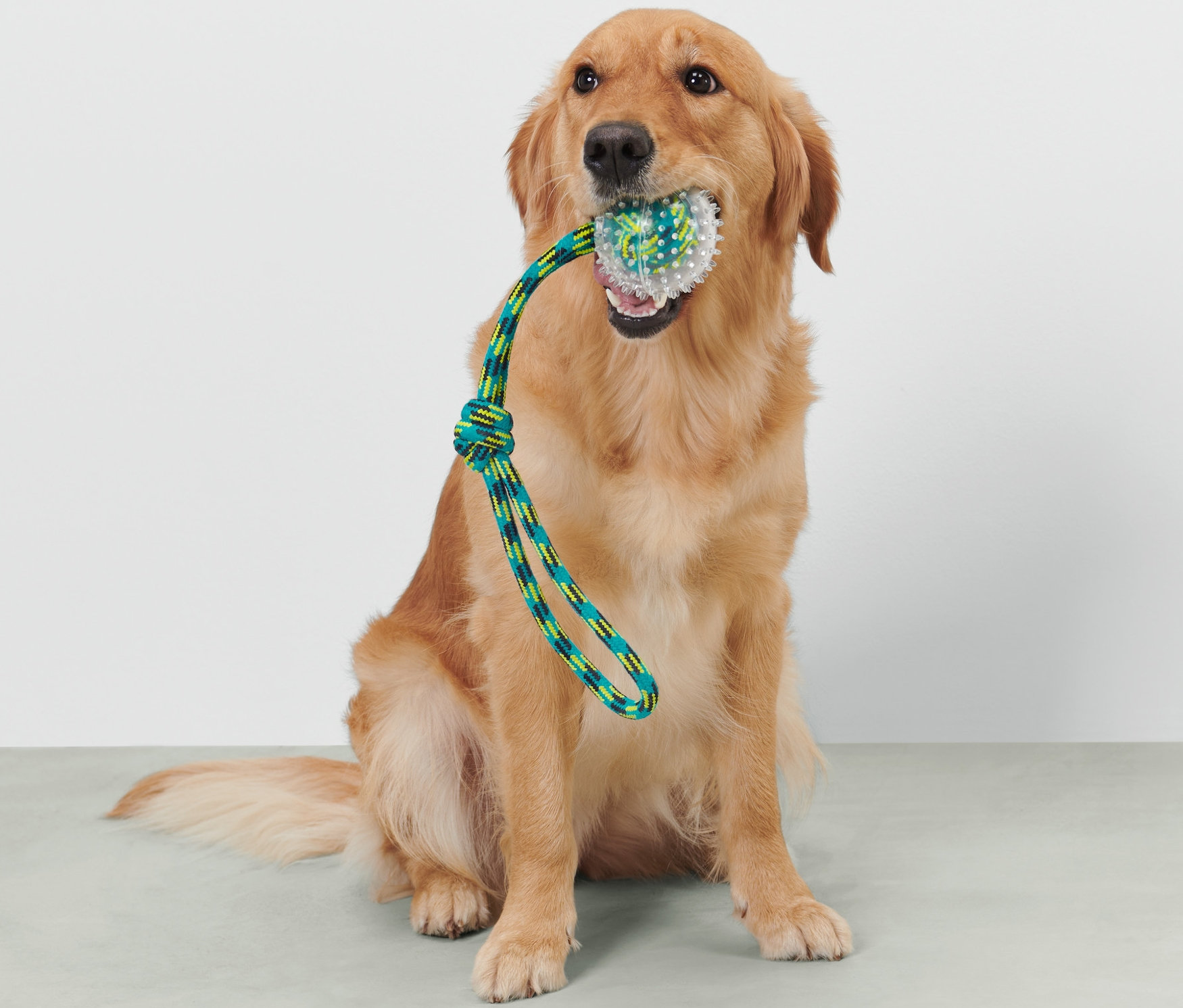 Zlatý retriever sedí a drží v papuli hádzaciu hračku pre psy.