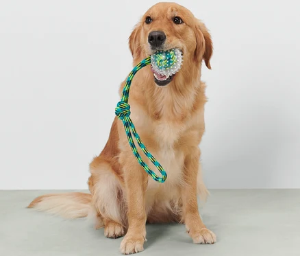 Zlatý retriever sedí a drží v papuli hádzaciu hračku pre psy.