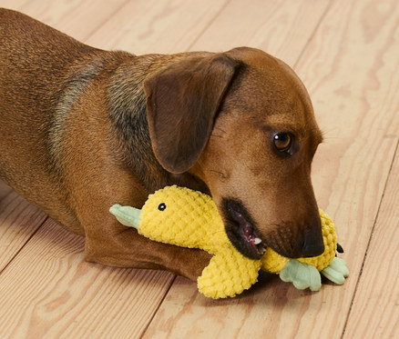 Hnedý jazvečík leží na drevenej podlahe a hryzie plyšovú hračku pre psy »Kleine Ente«.