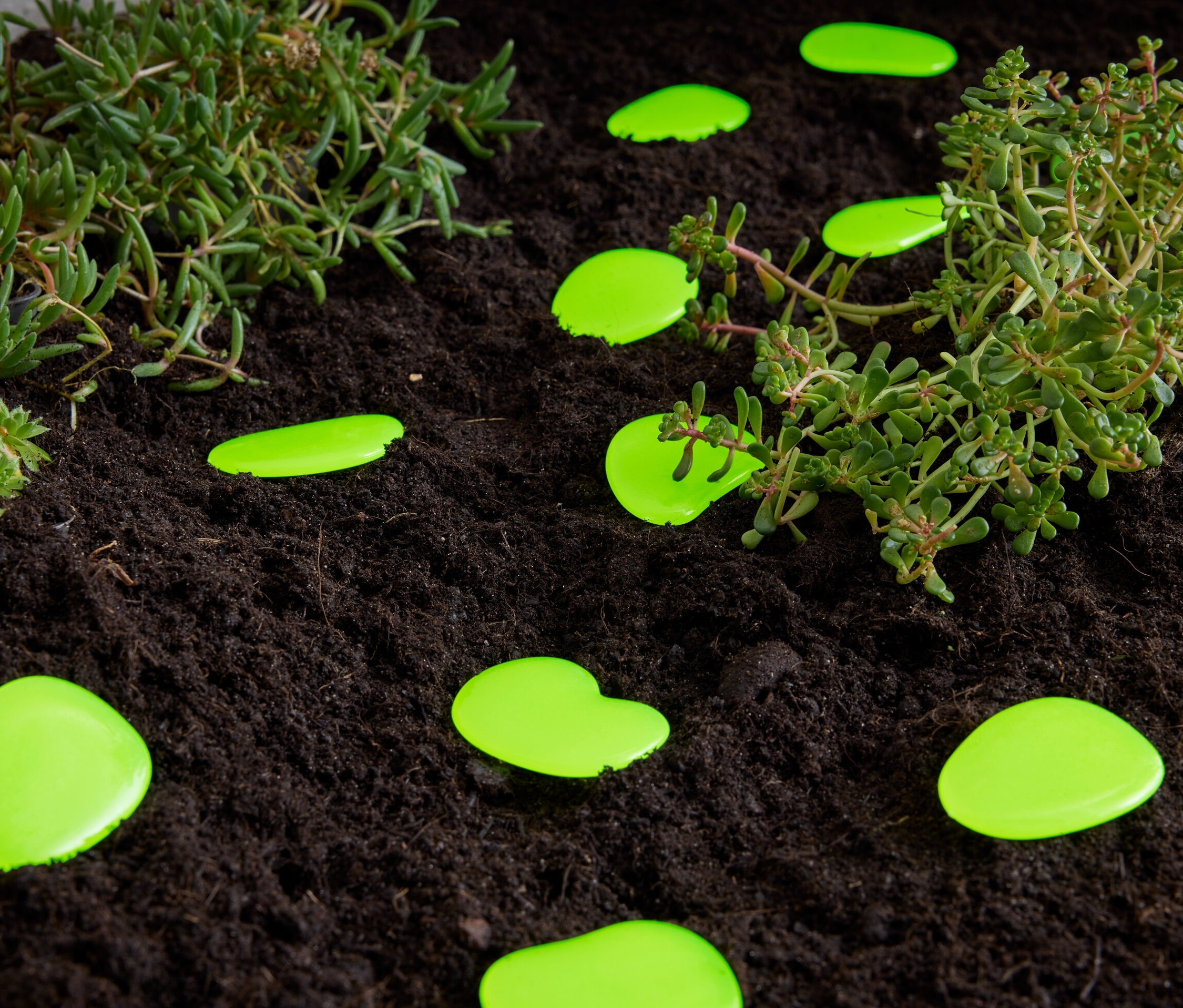 Zelené svietiace kamienky ležia na hline vedľa rastlín.