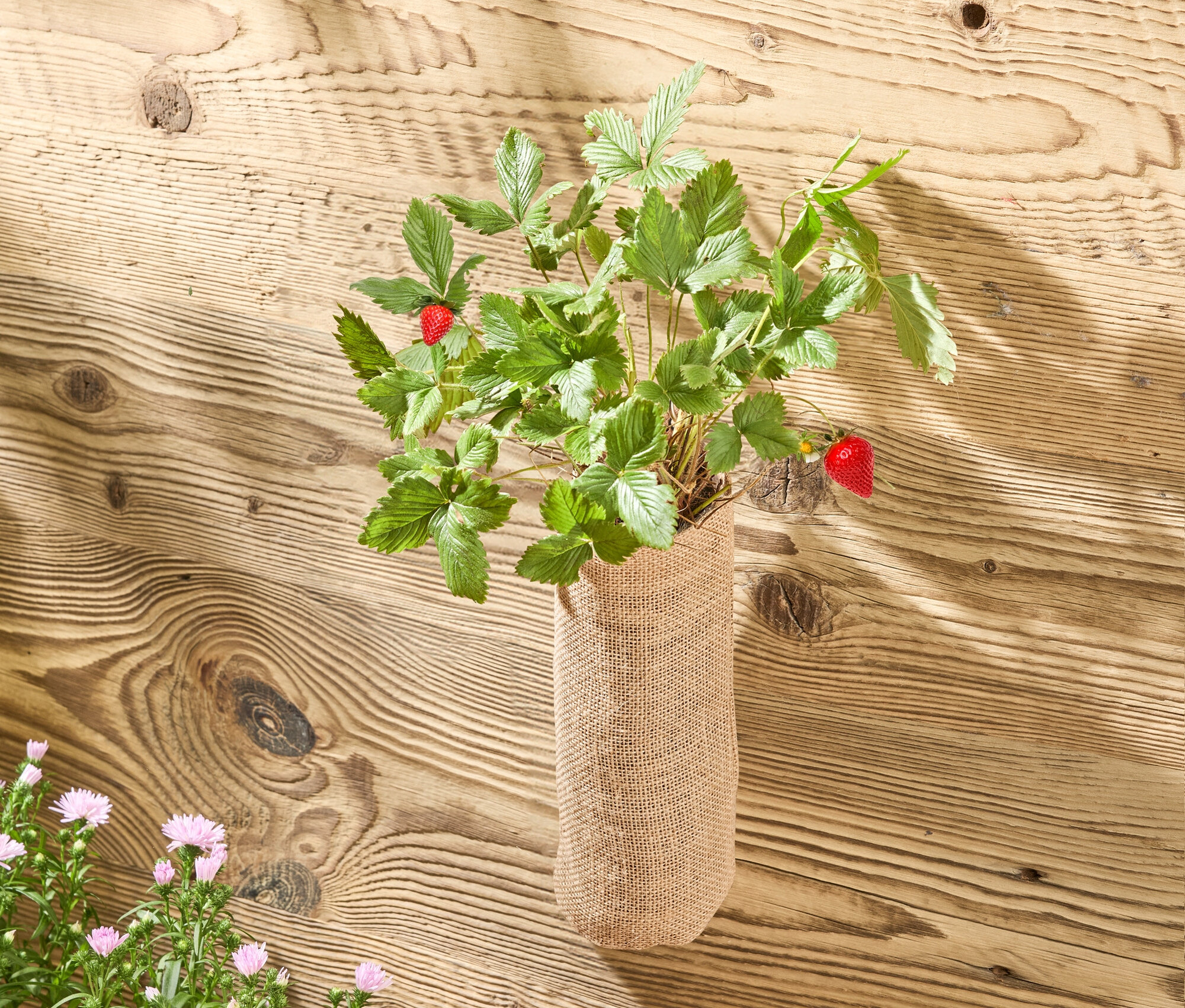 Rastlina jahôd s dvomi červenými jahodami v jutovom vreci pred drevenou stenou. Vľavo dole kvitnúce astry v drevenej krabici a žlté gumáky.