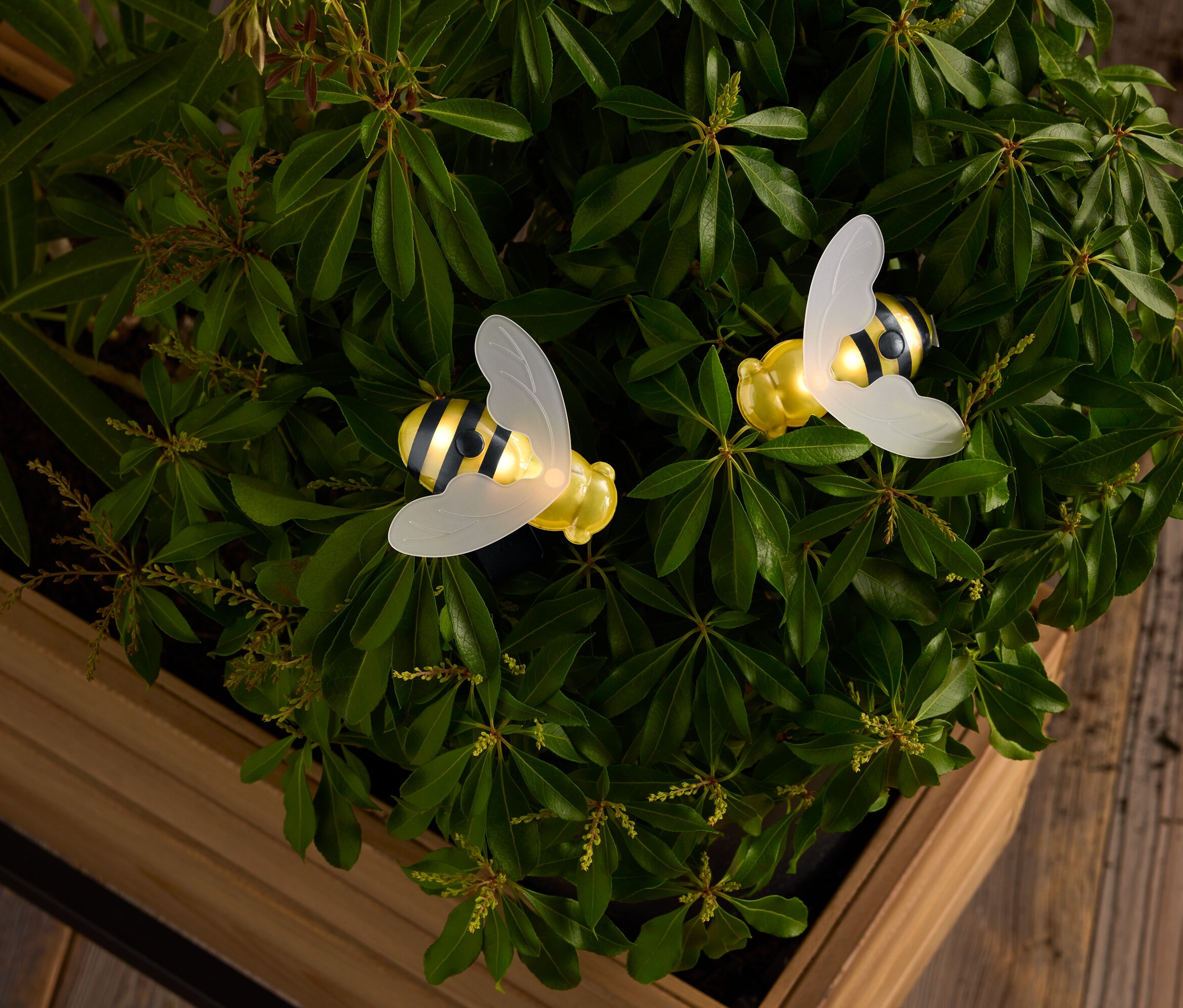 Dve žlté a čierno-biele včely s priesvitnými krídlami uprostred zelených listov v drevenej krabici.