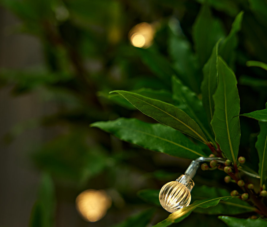 Detail solárnej svetelnej reťaze s guľôčkami na listnatej rastline.