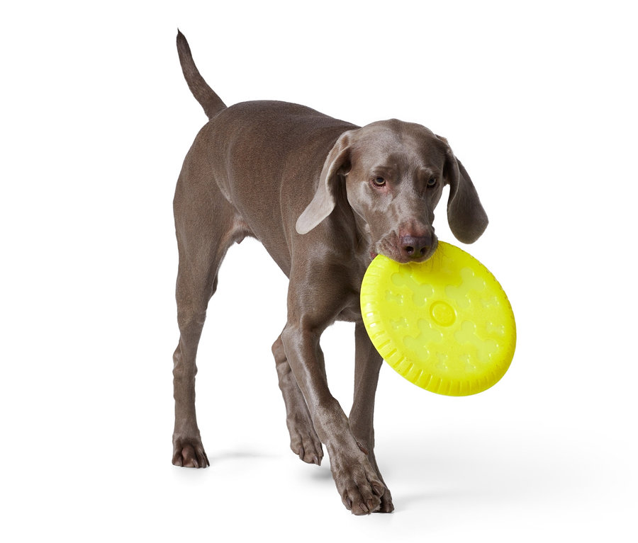 Sivý Weimarský stavač nesie v papuli žltý lietajúci tanier pre psy.