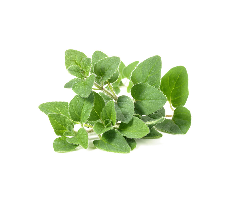 Detailný záber stonky oregana s oválnymi zelenými listami na bielom pozadí.