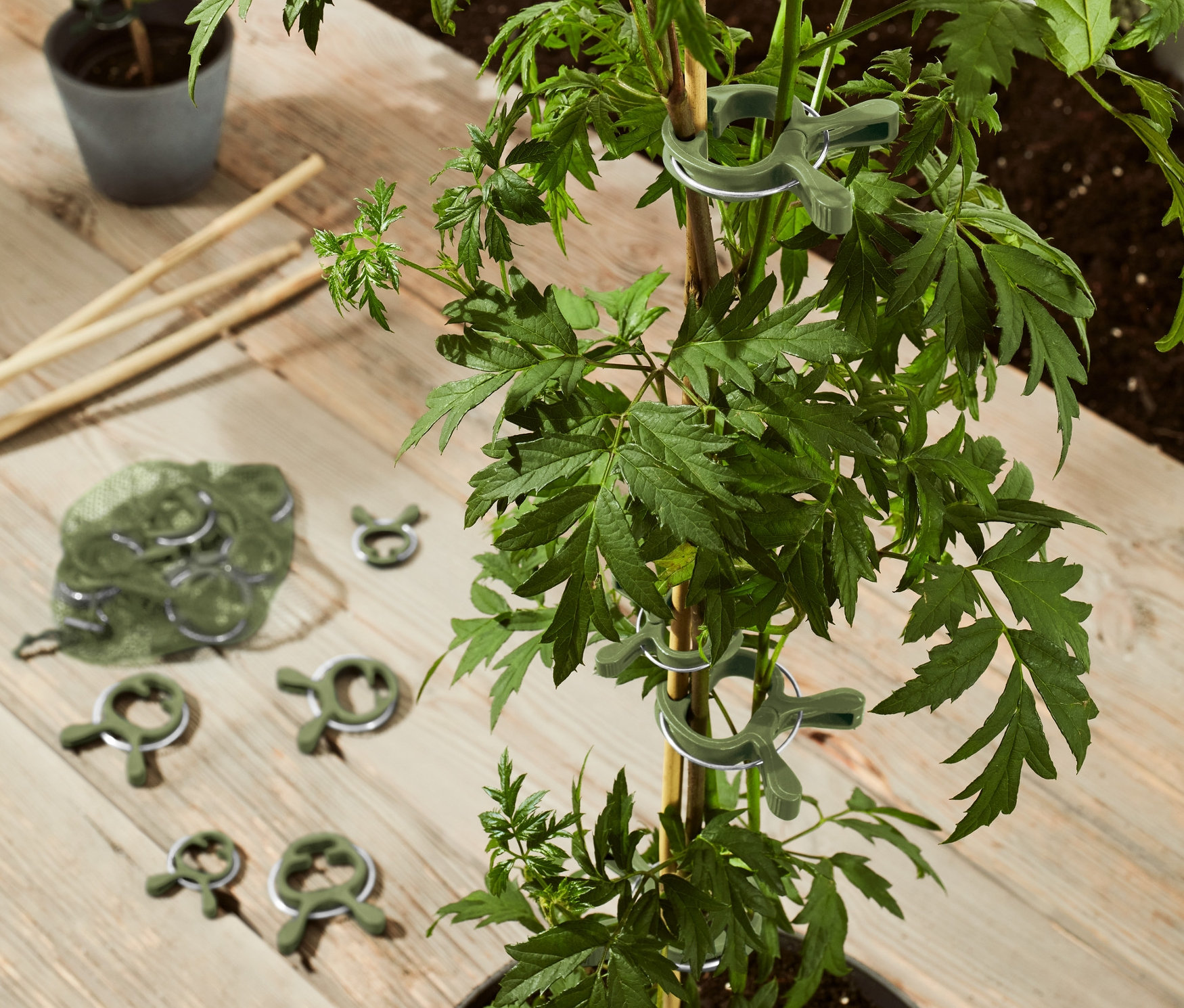 Pohľad zhora na rastlinu v kvetináči, ktorá je pomocou 20 ks svoriek na rastliny pripevnená k bambusovej tyči.