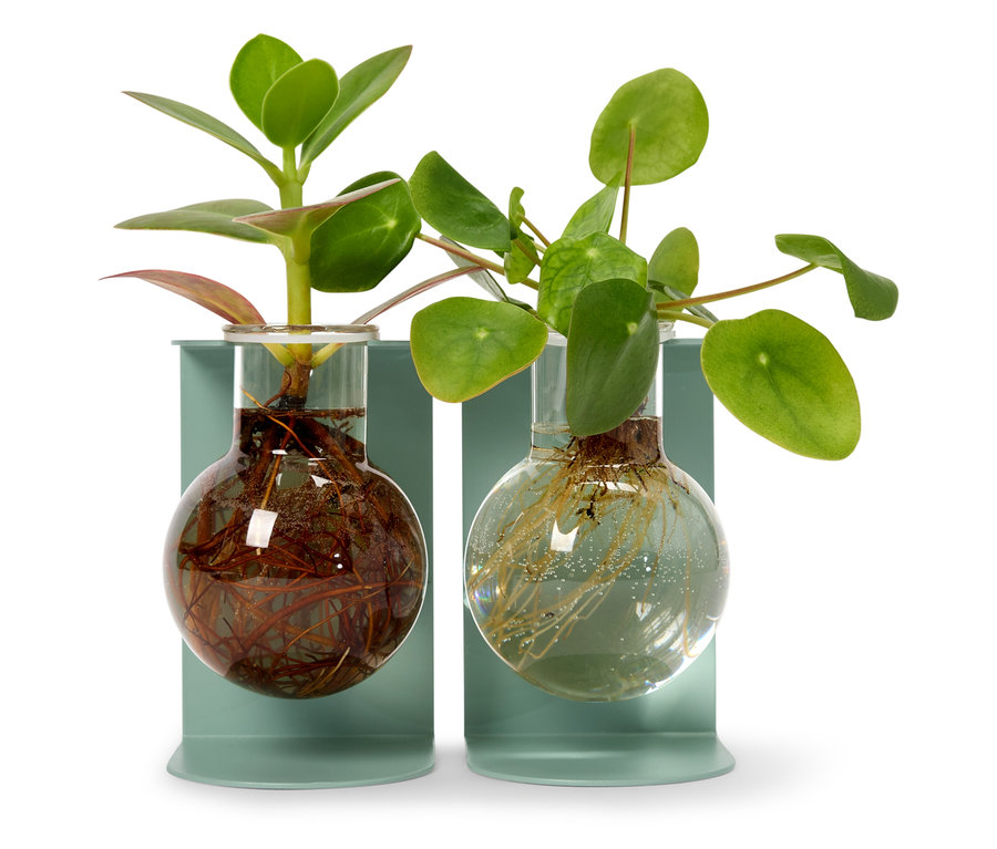 Dve rastliny v bankách na svetlomodrých podstavcoch.