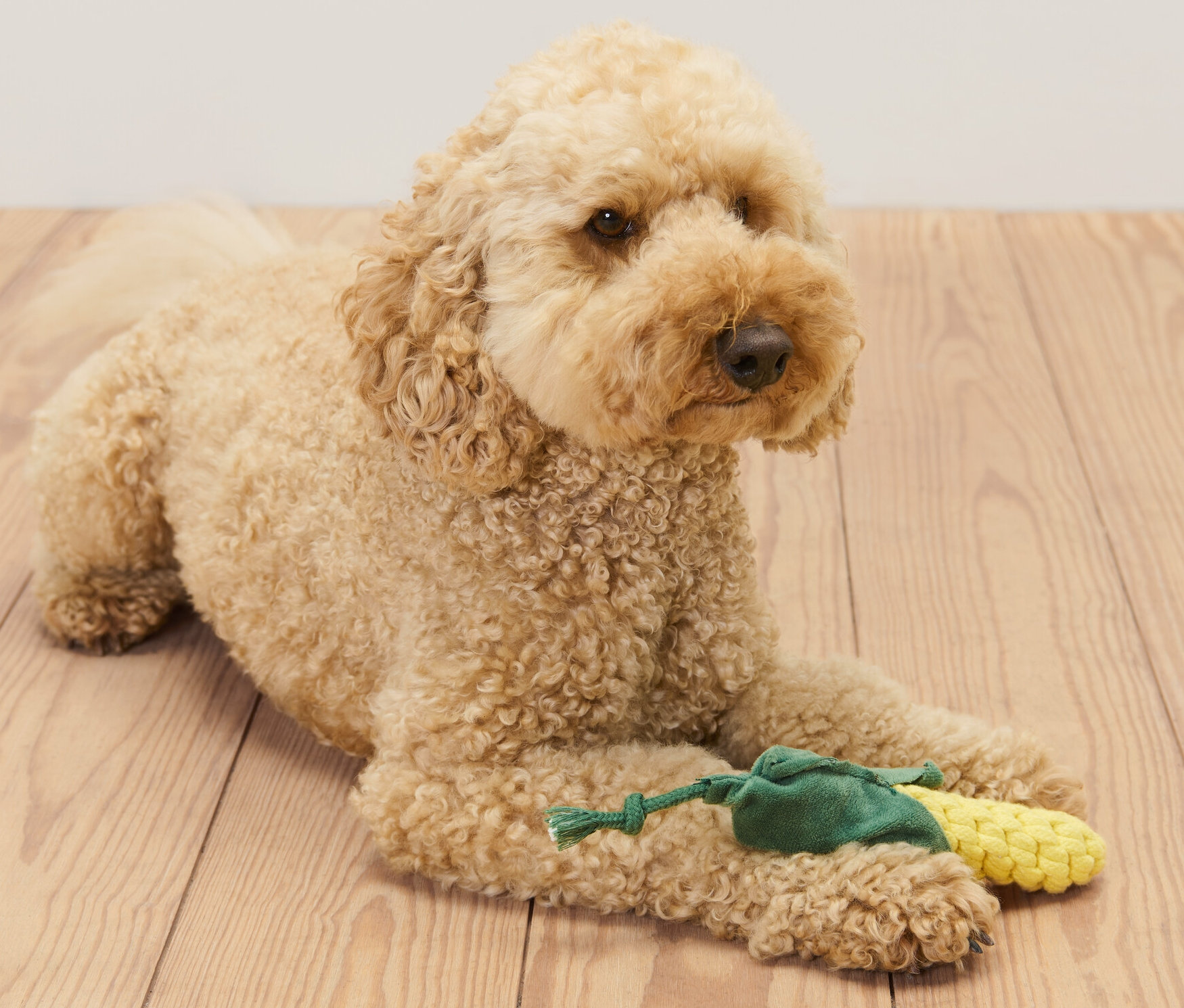 Zlatý kokršpaniel leží na drevenej podlahe a drží hračku pre psov »Kukurica«.