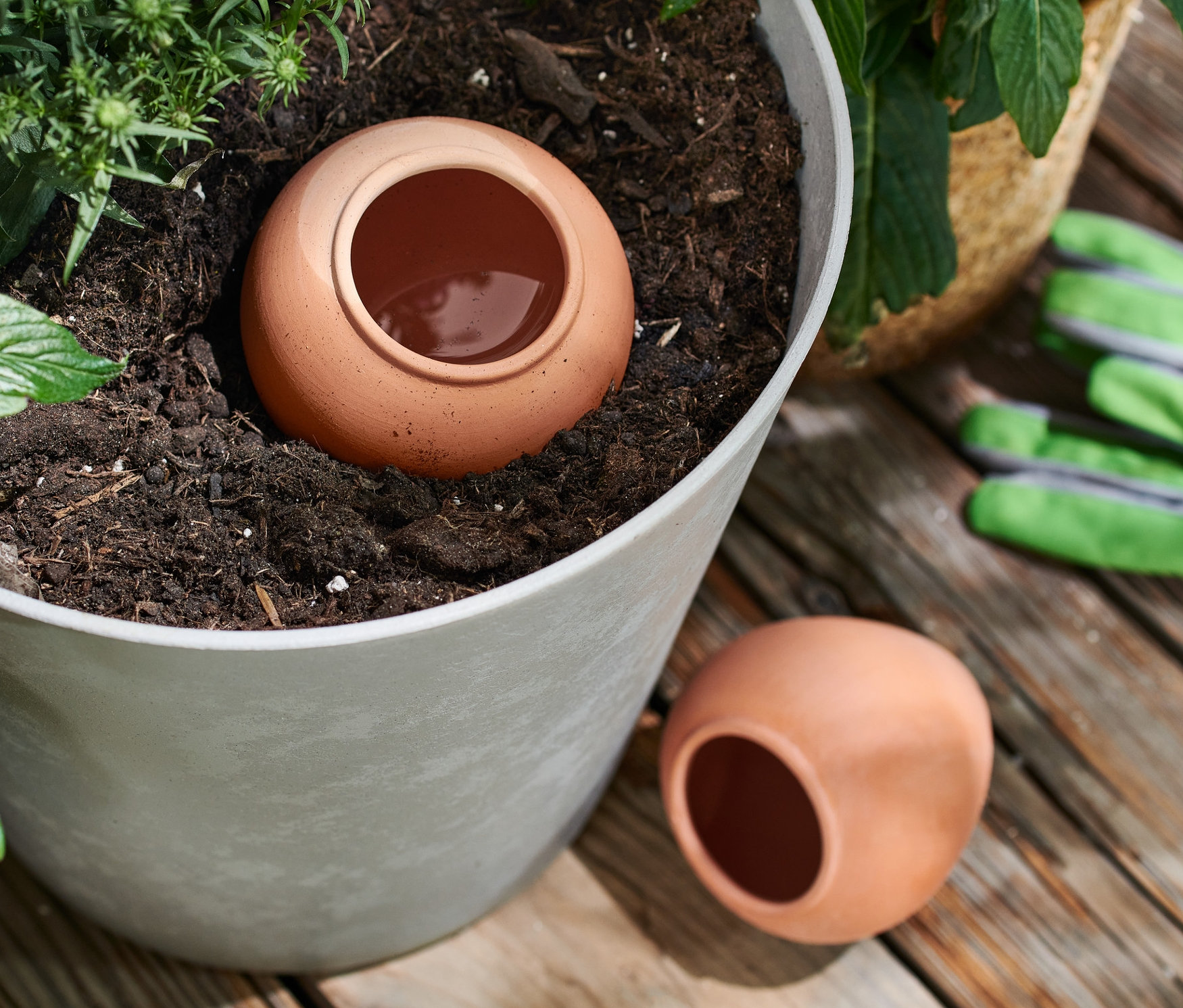 Hlinený zavlažovač je umiestnený v kvetináči s rastlinami, ďalší leží vedľa kvetináča.