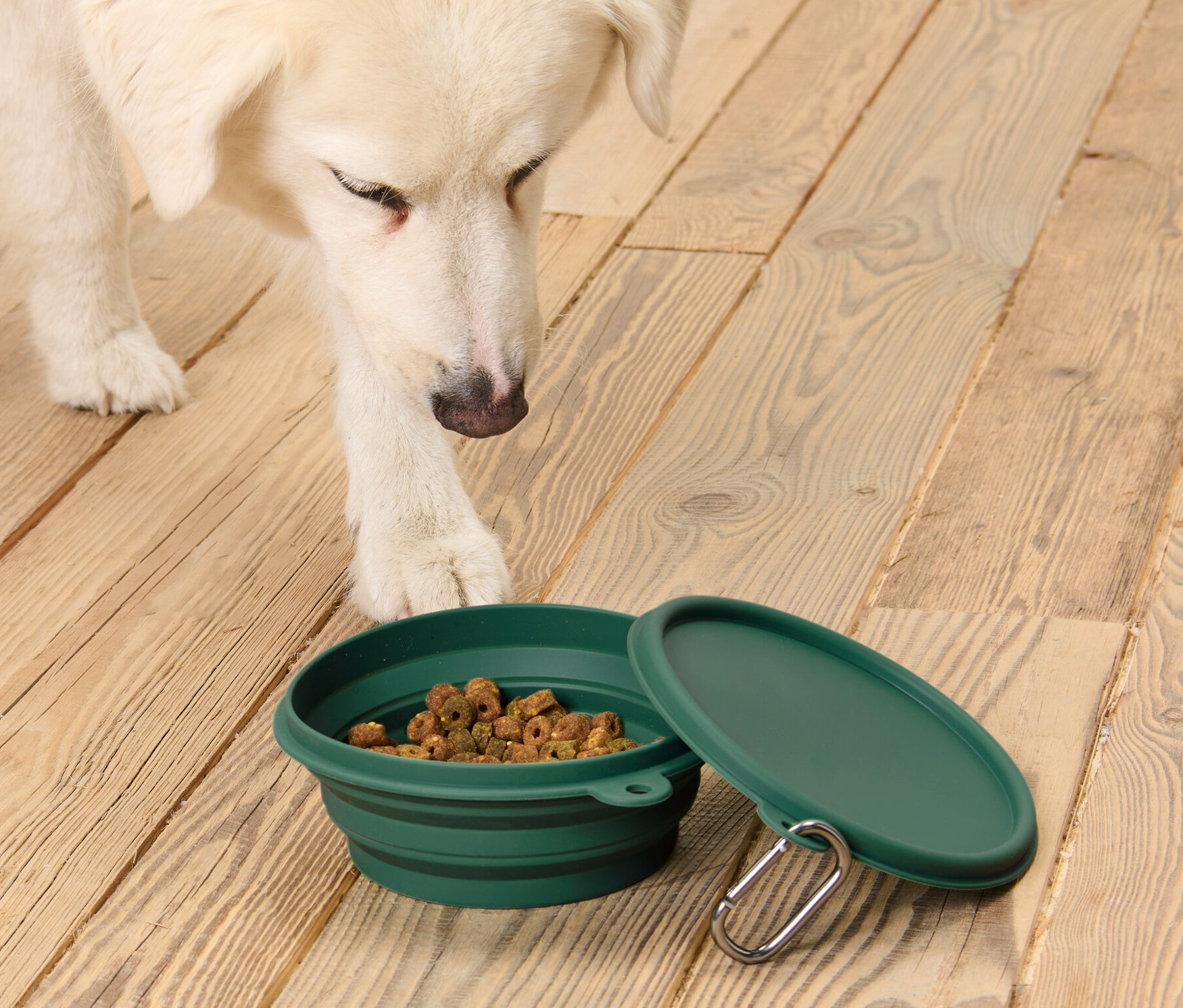 Biely pes sa pozerá dole na zelenú skladaciu misku na žrádlo plnú granúl, s vekom vedľa na drevenej podlahe.