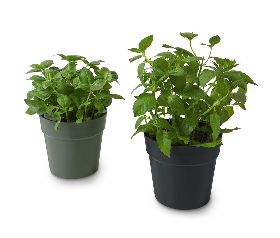 Dva ozdobné obaly na kvetináče na bylinky, jeden olivovozelený a jeden čierny, oba s bylinkami.