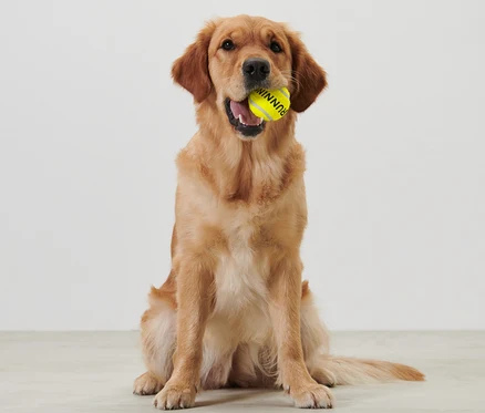 Zlatý retriever sedí a drží v papuli žltú loptičku Hádzadlo loptičiek.
