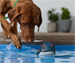 Hračka do vody pre psy »Veľryba«