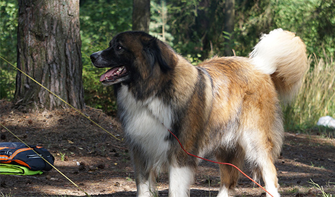 Ein Hund vor gespannten Zeltleinen