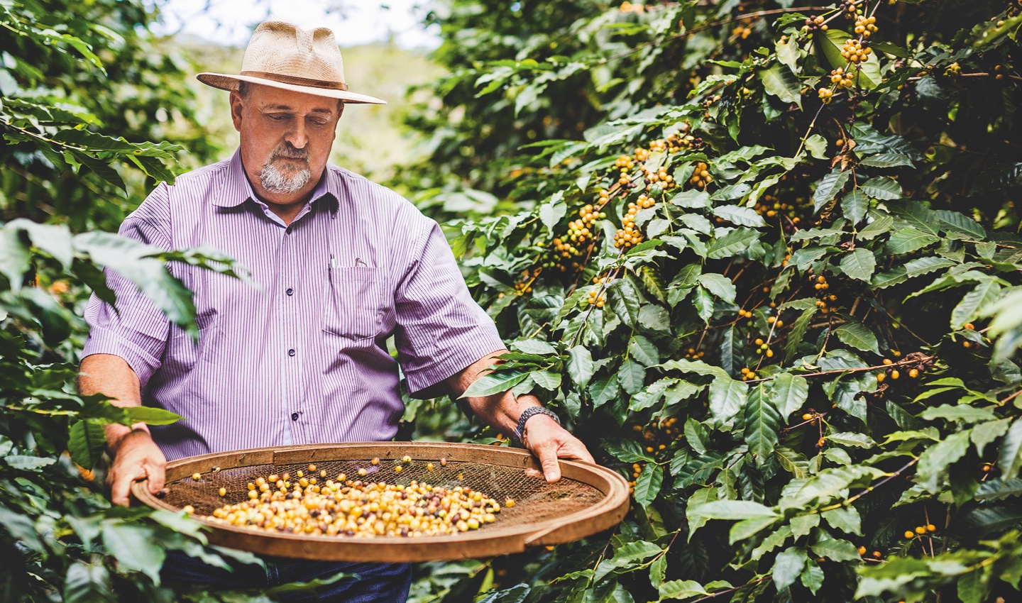 Kaffeefarmer pflückt Kaffeekirschen auf einer Plantage in Guatemala